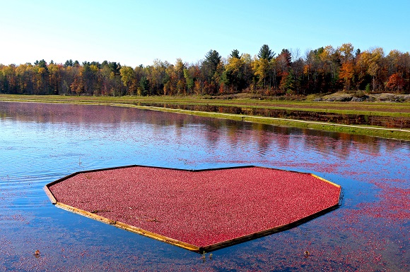 JohnstonsCranberryMarsh006-580