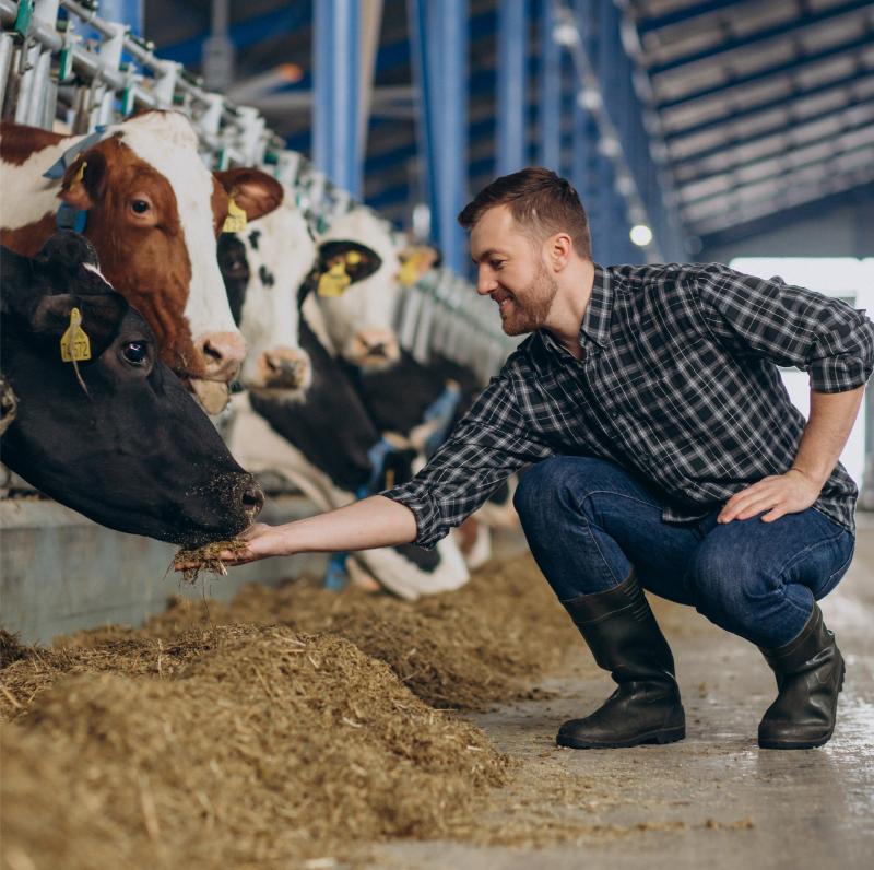 Cattle farmer feeding cows